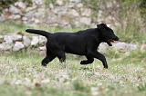 LABRADOR 876